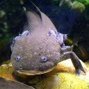 Amazing Animals