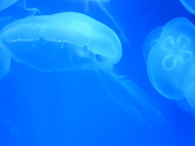 A jellyfish