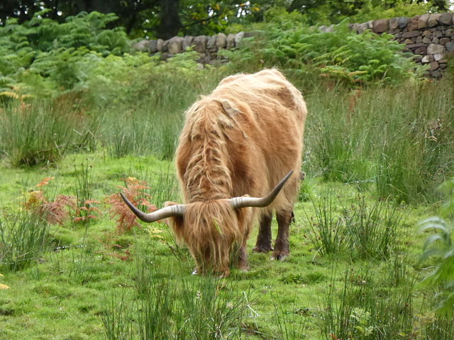 Original image of a highland cattle