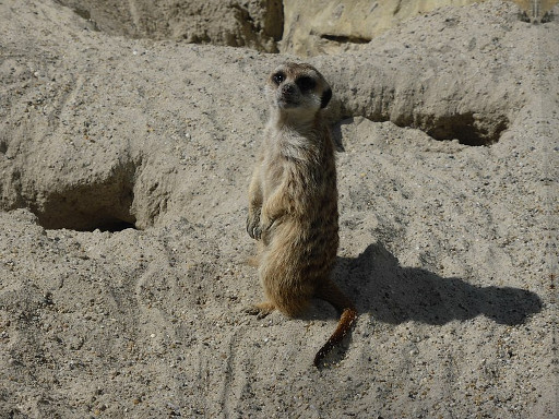 Meerkat