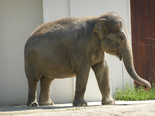 Elephant